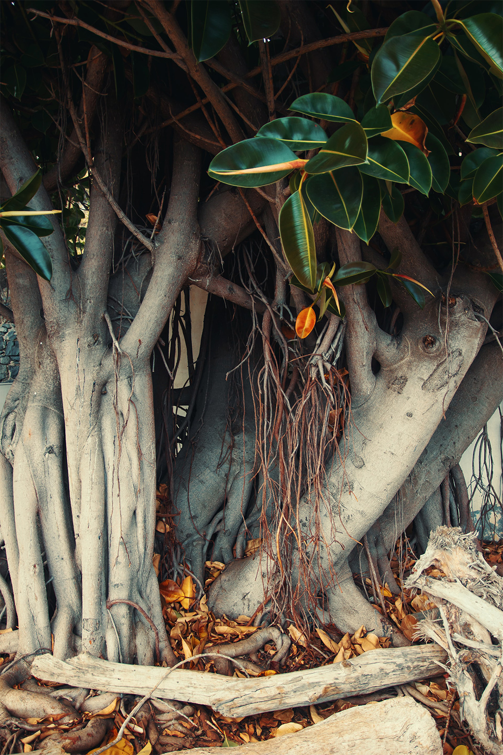 フィカス木のイメージ画像