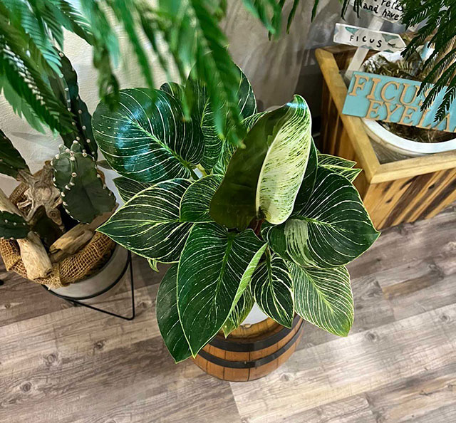 フィカスのインスタグラム画像